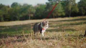 Beautiful athletic woman in a sporty turquoise overalls walks with her fluffy cat on leash in forest on a green lawn. Cute kitten walks in the park with the owner. Pet care. Slow motion. Close-up. video