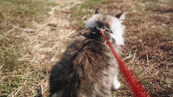 ein Spaziergang einer schönen, flauschigen Katze an der Leine entlang einer grünen Wiese im Wald. Ein süßes geflecktes Kätzchen geht mit dem Besitzer im Park spazieren. Tierpflege. Schießen aus der ersten Person. Zeitlupe. pov. video