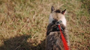 um passeio de um lindo gato fofo na coleira ao longo de um prado verde na floresta. um gatinho malhado fofo caminha no parque com o dono. clínica de cuidado de animais domésticos. tiro em primeira pessoa. câmera lenta. pov. video