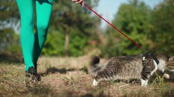 Schöne sportliche Frau in einem sportlichen türkisfarbenen Overall geht mit ihrer flauschigen Katze an der Leine im Wald auf einem grünen Rasen spazieren. süßes kätzchen geht mit dem besitzer im park spazieren. Tierpflege. Zeitlupe. Nahansicht. video