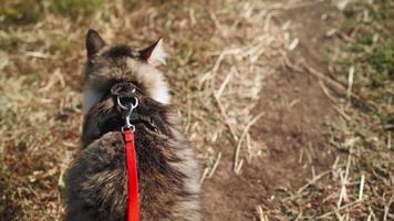 A walk of a beautiful fluffy cat on a leash along a green meadow in the forest. A cute spotted kitten walks in the park with the owner. Pet care. Shooting from the first person. Slow motion. POV.