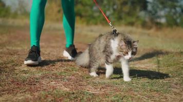 Beautiful athletic woman in a sporty turquoise overalls walks with her fluffy cat on leash in forest on a green lawn. Cute kitten walks in the park with the owner. Pet care. Slow motion. Close-up. video