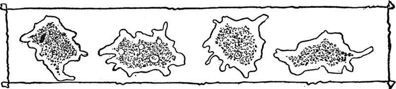 Multiple amoebas, vintage illustration. vector
