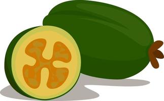 Feijoa, illustration, vector on white background.