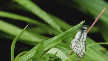 schwarz geäderter weißer Schmetterling aporia crataegi auf Tulpenblatt. video