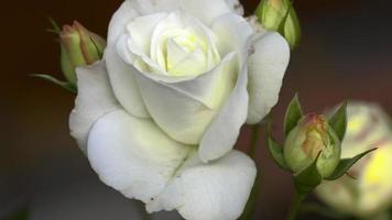 White roses growing in the garden. Closeup video