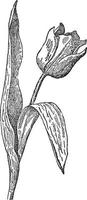 Tulip vintage illustration. vector