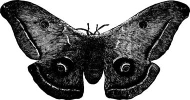 Moth, vintage illustration. vector