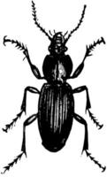 Dorsal View of Ground Beetle, vintage illustration. vector