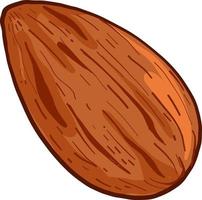 Delicious almond, illustration, vector on a white background.