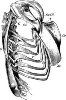 The Skeleton of the Trunk of a Falcon, vintage illustration. vector