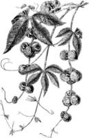 Bryonia, Laciniosa, bryony, flower, branch, leaflet vintage illustration. vector