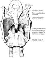 cartílagos y ligamentos de la laringe, ilustración vintage. vector