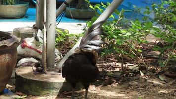 bantam ou est une volaille sauvage avec de belles couleurs et de l'agilité. mais les gens ont été élevés comme un bel animal à la recherche de vers et d'insectes sur l'herbe, ciel clair en été. video