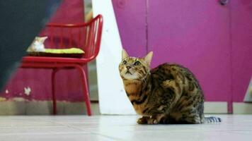 schattig Europese kat zittend Aan de verdieping in huisdier onderdak video