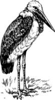 Greater adjutant or Ciconiidae vintage engraving. vector