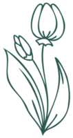 Floral line art linear botanical design element. Flower drawings with thin line. Collection of blooming hand drown flower, contour drawing. PNG with transparent background.