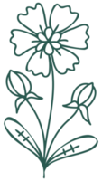 Floral line art linear botanical design element. Flower drawings with thin line. Collection of blooming hand drown flower, contour drawing. PNG with transparent background.