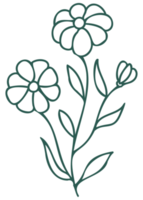 Floral line art linear botanical design element. Flower drawings with thin line. Collection of blooming hand drown flower, contour drawing. PNG with transparent background.