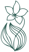 Floral line art linear botanical design element. Flower drawings with thin line. Collection of blooming hand drown flower, contour drawing. PNG with transparent background.