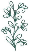 Floral line art linear botanical design element. Flower drawings with thin line. Collection of blooming hand drown flower, contour drawing. PNG with transparent background.