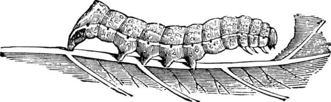 polilla subalares de cobre americano o pyrophila pyramidoides, ilustración vintage. vector