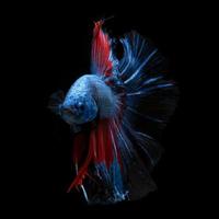 Red-blue bettas on black photo