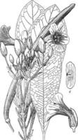 Tabebuia Leucoxyla vintage illustration. vector