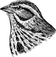Song Sparrow, vintage illustration. vector