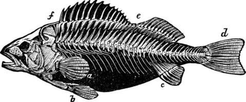 Skeleton of Perch, vintage illustration. vector