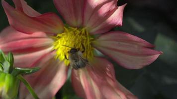 Insects bees and hoverflies in a flower garden. Bee on a red flower, close up. Summer nature concept. Wildlife, insect world video