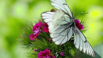 de cerca, las mariposas se aparean en verano. mariposas en una flor sobre un fondo verde borroso video