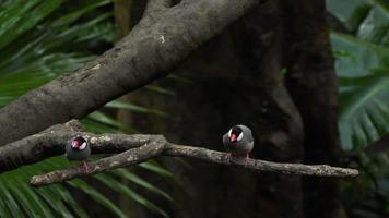 java sparrow lonchura oryzivora, également connu sous le nom de java finch, java rice sparrow ou java rice bird video