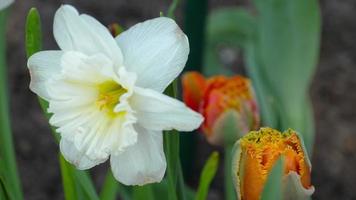 wit narcissen in de tuin zwaaien in de wind.langzaam beweging, dichtbij omhoog. voorjaar gele narcis bloemen zwaaiend in de wind video