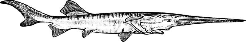 pez espátula chino, ilustración vintage. vector