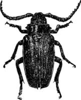 escarabajo, ilustración vintage. vector
