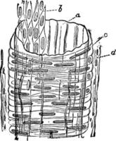 Structure of an Artery, vintage illustration. vector