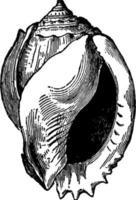 ilustración vintage de cassis glauca. vector