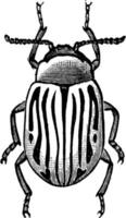 escarabajo de hoja, ilustración vintage vector