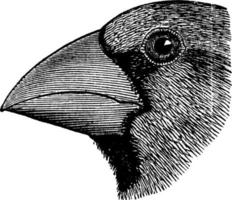 Hawfinch Head, vintage illustration. vector