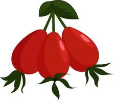 Rose hip , illustration, vector on white background