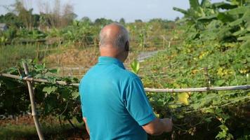 homme mûr regarde plus loin les plantes indigènes, les plantations, les terres rurales video