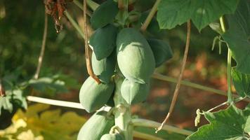 papayas verdes en el árbol, día soleado video