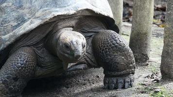 la grande tortue se tient toujours la tête en mouvement video