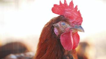 Close up of roosters face video