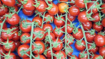 tomates rouges mûres sur la vigne video