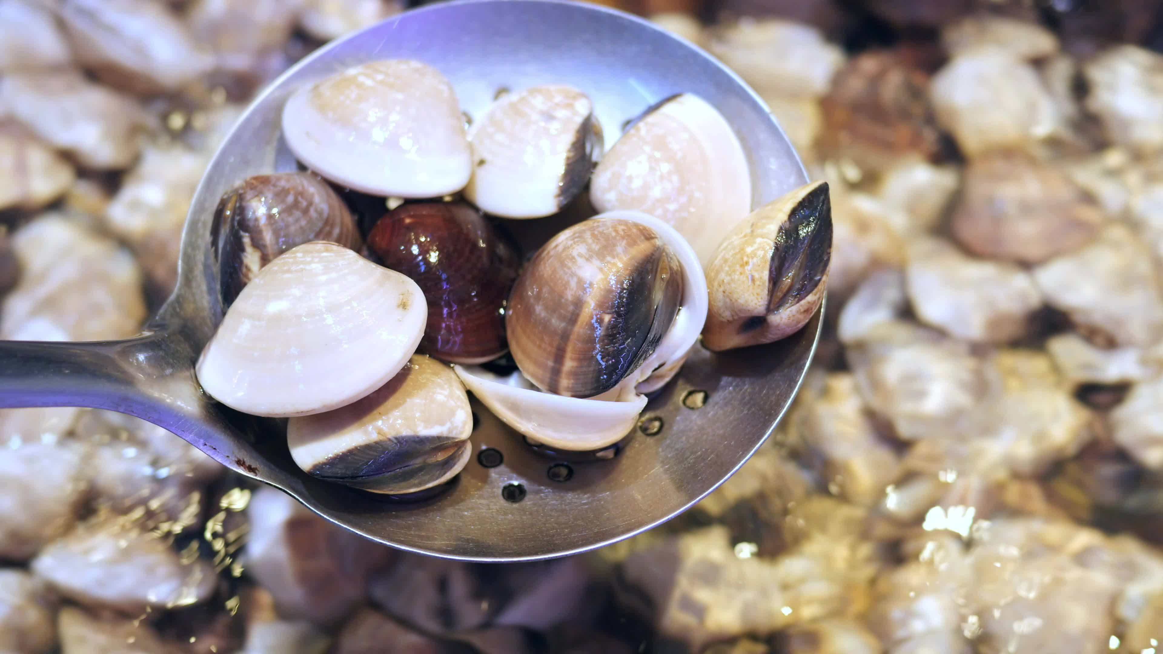 clams in water