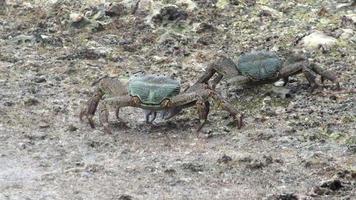 caranguejos na costa. incrível mundo tropical das ilhas semilan, tailândia. caranguejos encontram comida no lodo no fundo exposto da praia do mar na maré baixa video