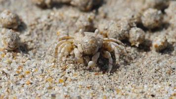 scopimera globosa, sand bubblare krabba eller sand bubblare leva på sandig stränder i de tropisk phuket ö. de utfodra förbi filtrering sand genom deras mundelar, lämnar Bakom bollar av sand. video