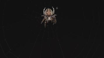 araignée sur le web mange des proies, lumière du soir video